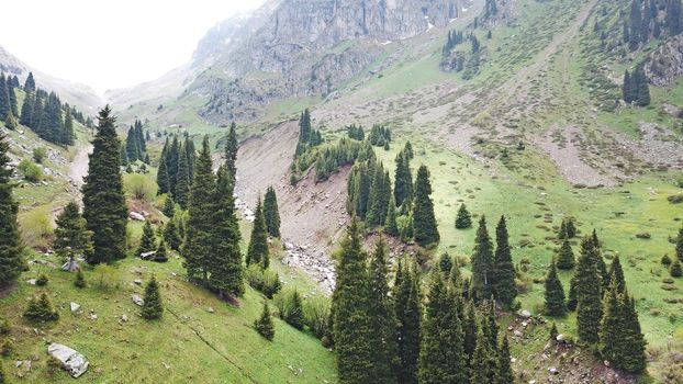 Green gorge with forest in the mountains. Aerial view of green hills, coniferous trees, road, river and trail. Steep cliffs with large rocks. The gorge is foggy, dripping rain in places. Kazakhstan.