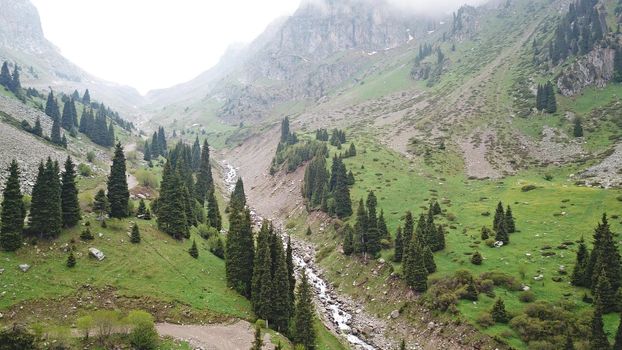 Green gorge with forest in the mountains. Aerial view of green hills, coniferous trees, road, river and trail. Steep cliffs with large rocks. The gorge is foggy, dripping rain in places. Kazakhstan.