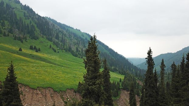 Green gorge with forest in the mountains. Aerial view of green hills, coniferous trees, road, river and trail. Steep cliffs with large rocks. The gorge is foggy, dripping rain in places. Kazakhstan.