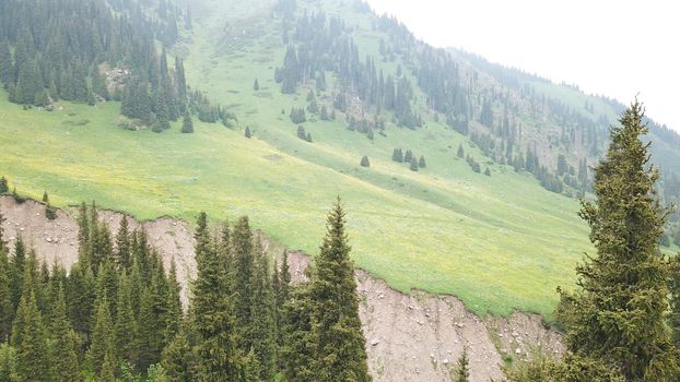 Green gorge with forest in the mountains. Aerial view of green hills, coniferous trees, road, river and trail. Steep cliffs with large rocks. The gorge is foggy, dripping rain in places. Kazakhstan.