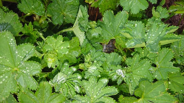 Large drops of water on the leaves. Dew on the grass. Water drops after rain. Green leaves, grass. Completely wet. Macro photography of nature. Good background. Clean drops.