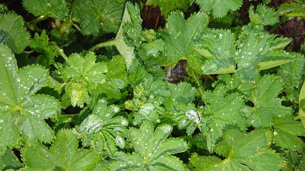 Large drops of water on the leaves. Dew on the grass. Water drops after rain. Green leaves, grass. Completely wet. Macro photography of nature. Good background. Clean drops.