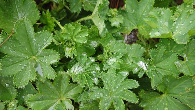 Large drops of water on the leaves. Dew on the grass. Water drops after rain. Green leaves, grass. Completely wet. Macro photography of nature. Good background. Clean drops.