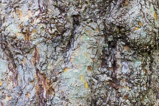 Close up photo of the bark of a British Plane Tree. The bark is heavily burred and has some slight pastel colours.