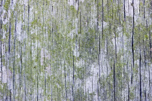 An abstract of weathered wood. The wood is lightly cracked along the wood grain and the surface has some green lichen.