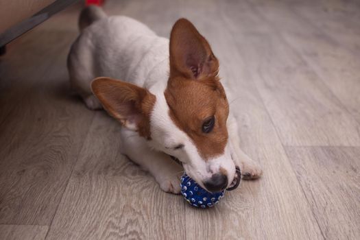 Jack Russell the dog plays with a blue ball. High quality photo