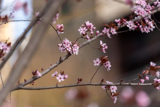 Flowers in spring in Ordino, Andorra in the Pyrenees.