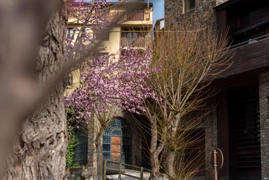 Flowers in spring in Ordino, Andorra in the Pyrenees.