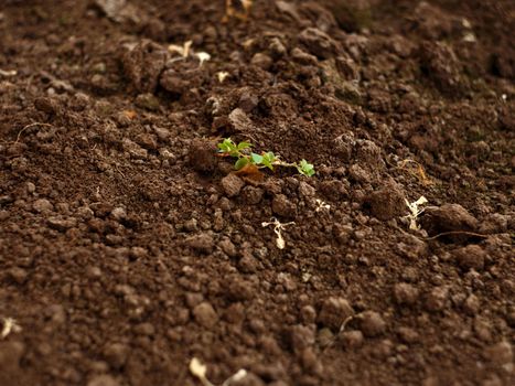 First green sprouts appeared from seeds in greenhouse. Green plants in loose brown soil.