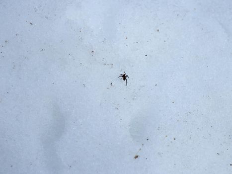 Black spider on white snow. Woke up from winter hibernation on a spring day.
