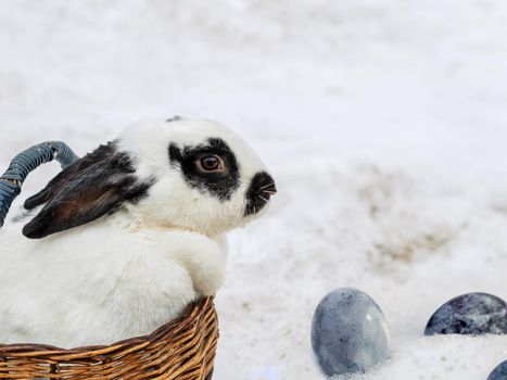 Rabbit with mottled hair in wooden basket standing in snow. Painted chicken eggs in snow.