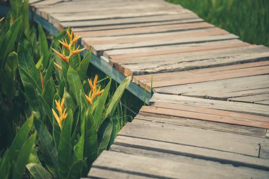 wooden walkway & green leaves in garden park