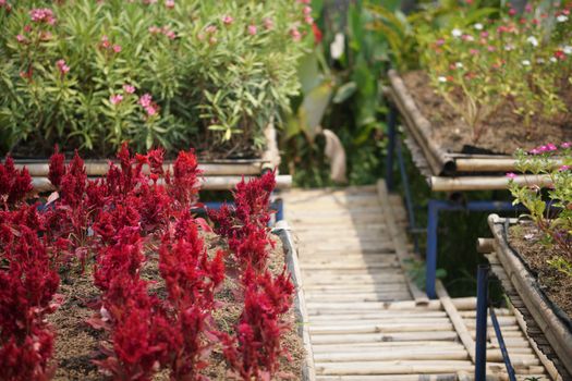 blooming red Celosia Plumed cockscomb flower in flowerpot