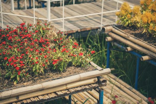 blooming flower in bloom decorating in flowerpot in garden