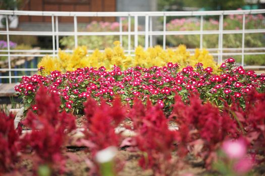 blooming flower in bloom decorating in flowerpot in garden