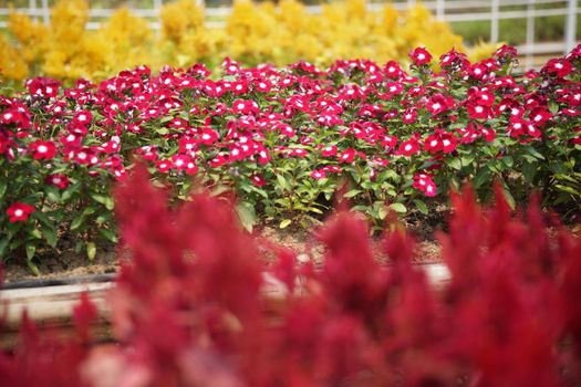blooming flower in bloom decorating in flowerpot in garden