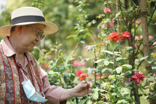 asian old elderly female elder woman resting relaxing in rose flower garden. senior leisure lifestyle