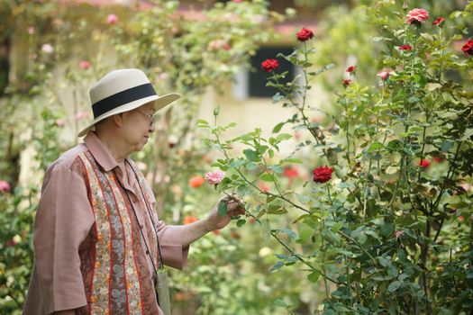 asian old elderly female elder woman resting relaxing in rose flower garden. senior leisure lifestyle