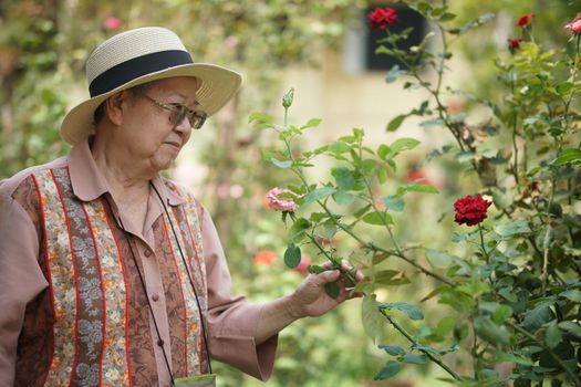 asian old elderly female elder woman resting relaxing in rose flower garden. senior leisure lifestyle
