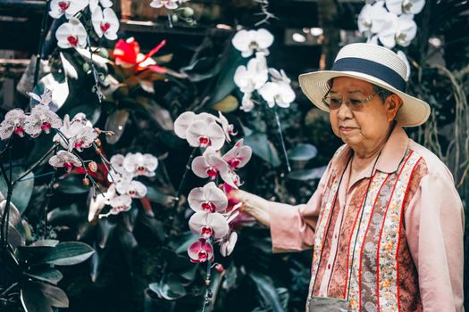 asian old elderly female elder woman resting relaxing in rose flower garden. senior leisure lifestyle
