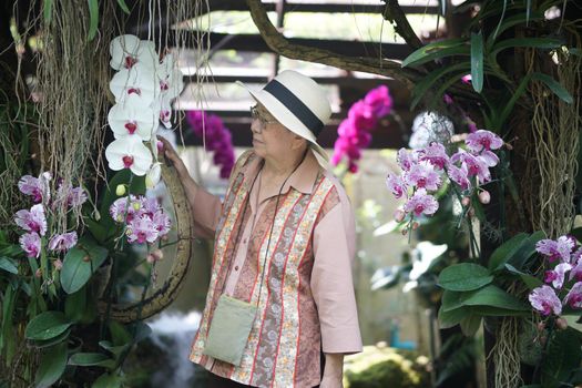 asian old elderly female elder woman resting relaxing in rose flower garden. senior leisure lifestyle