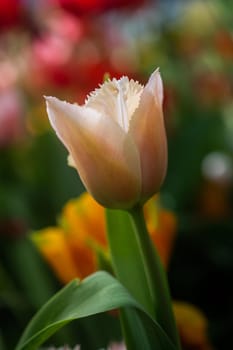 Beautiful colorful tulips flower in spring time garden