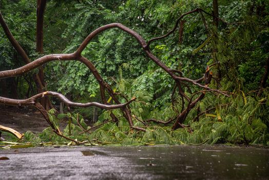 Falling tree debris block road in forest after rain storm. Tree and obstacle.