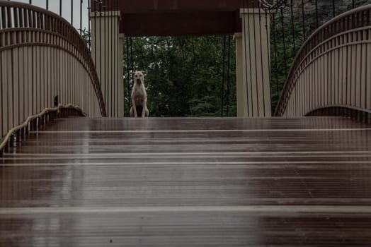 A dog standing on a Wood bridge walkway over the swamps on a rainy day. copy space.