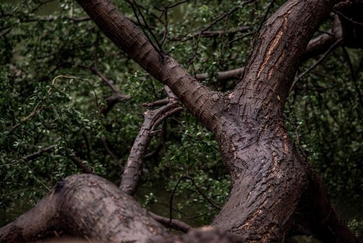Old trees, creating beautiful patterns after the rainy day. copy space.