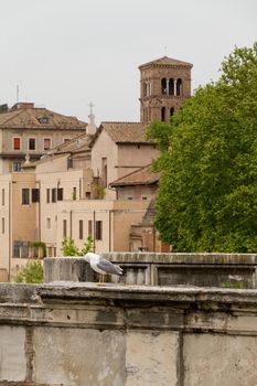 Detail of a seagull perching on the stones of Ponte Vecchio at Rome with a church toweer in the background