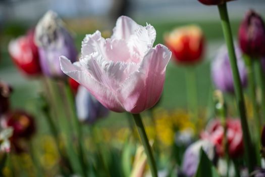 Beautiful colorful tulips flower in spring time garden