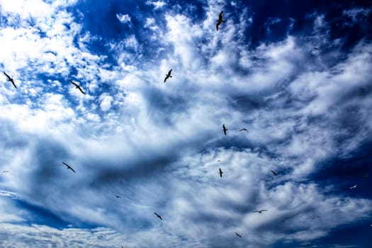 seagulls flying under cloudy and blue sky in the coastline of Portugal