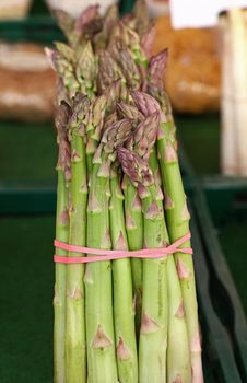 Bundle bunch of fresh green garden asparagus shoots close up, low angle view