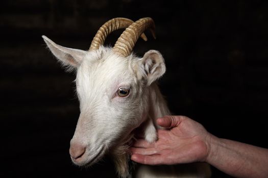 Goat with white hair, green eyes, brown horns.
