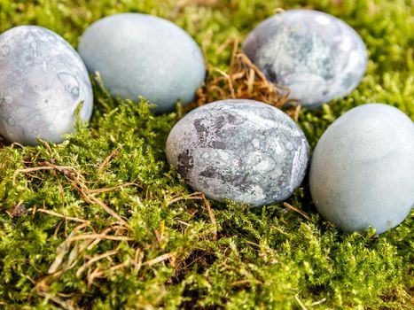 Painted chicken egg in green moss. Selective focus