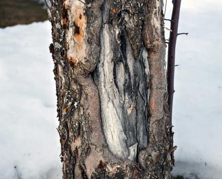 Apple tree trunk with damaged bark and dried wood.