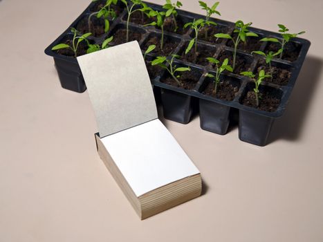 Notebook, box with green sprouts of plants on light table.