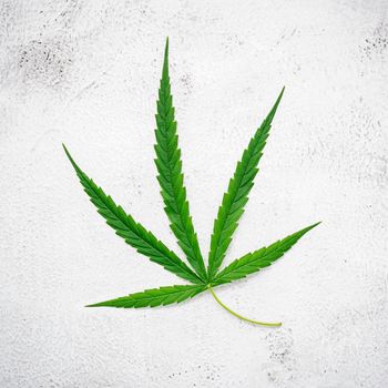 Fresh cannabis leaves  set up on white concrete background.