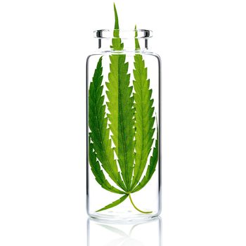 Hemp leaves in glass bottle  isolate on white background.