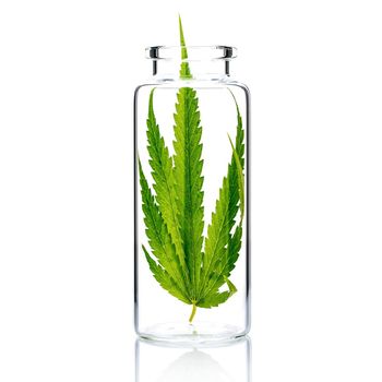 Hemp leaves in glass bottle  isolate on white background.