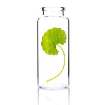 Homemade skin care with centella asiatica in a glass bottle isolated on white background.