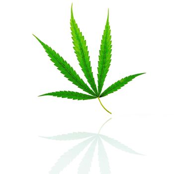 Green cannabis leaves with reflection isolated on white background. Marijuana hemp .(Cannabis sativa or Cannabis indica) 