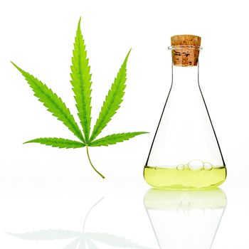 Green cannabis leaves with glass bottle of cannabis oil  reflection isolated on white background. Marijuana hemp .(Cannabis sativa or Cannabis indica)