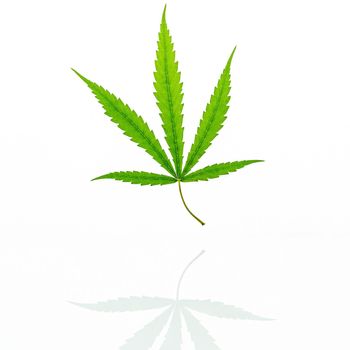 Green cannabis leaves with reflection isolated on white background. Marijuana hemp .(Cannabis sativa or Cannabis indica) 