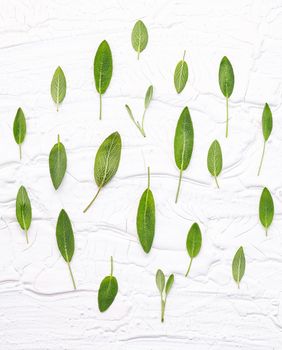 Closeup fresh sage leaves  on white wooden background . Alternative medicine fresh salvia officinalis with flat lay.