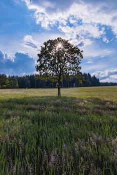 Alone tree with shining sun behind on big field next to mountain trail in Rudawy Janowickie