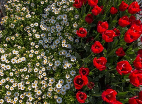 Red color Tulips Bloom in Spring in garden