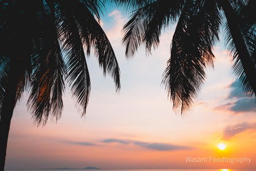 Palm tree with sunset on the beach