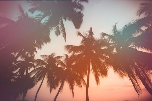Coconut tree with empty sky background, Tropical beach. Take photo vintage filter