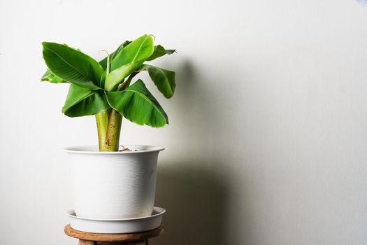 Dwarf Banana tree on pot 